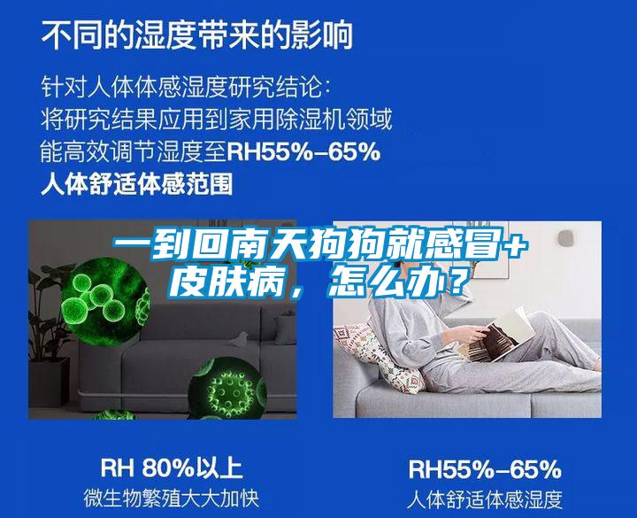 一到回南天狗狗就感冒+皮肤病，怎么办？