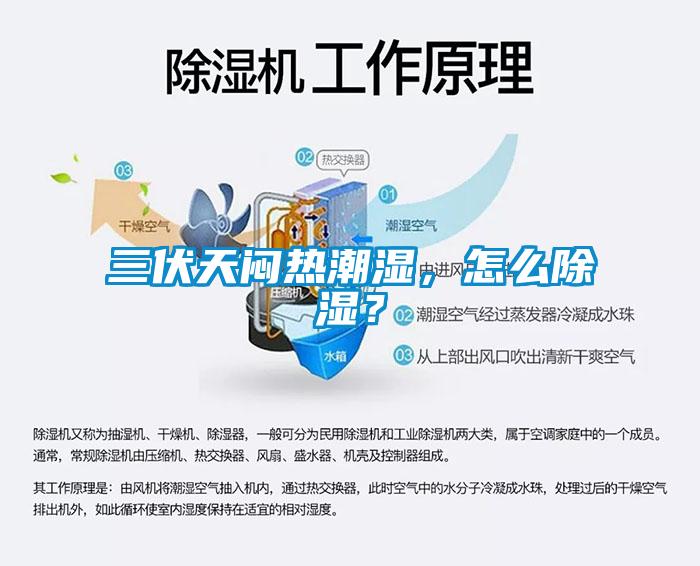 三伏天闷热潮湿，怎么除湿？