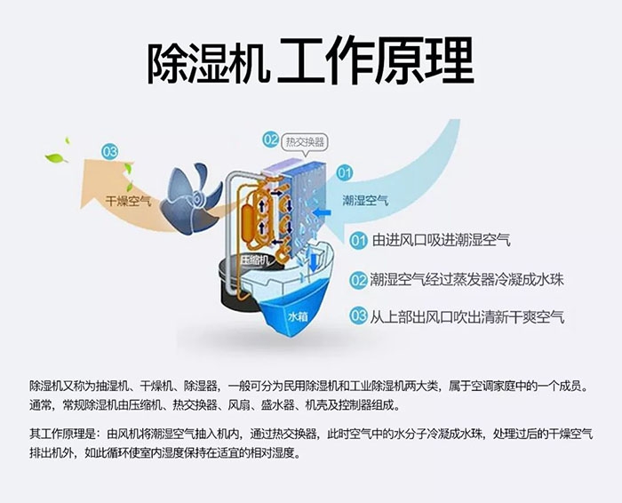 潮湿天气狗最容易患上这种毛病！三个注意事项，铲屎官一定要看看