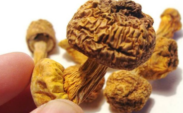 巴西菇、姬松茸烘干机-怎样烘干色泽好且菇体褶片完整？