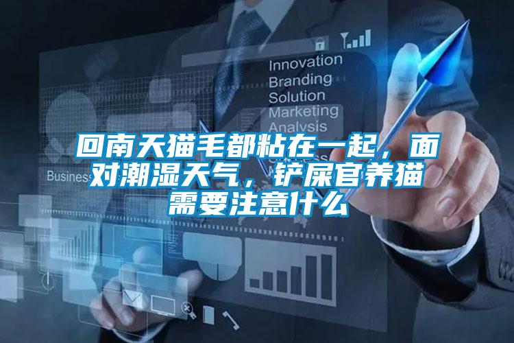 回南天猫毛都粘在一起，面对潮湿天气，铲屎官养猫需要注意什么