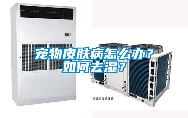 宠物皮肤病怎么办？如何去湿？