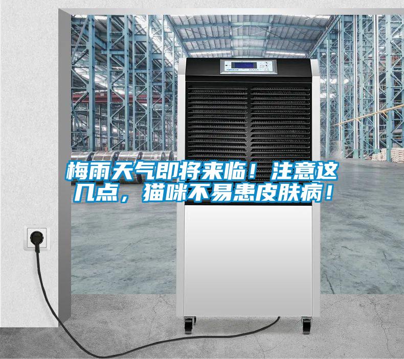 梅雨天气即将来临！注意这几点，猫咪不易患皮肤病！