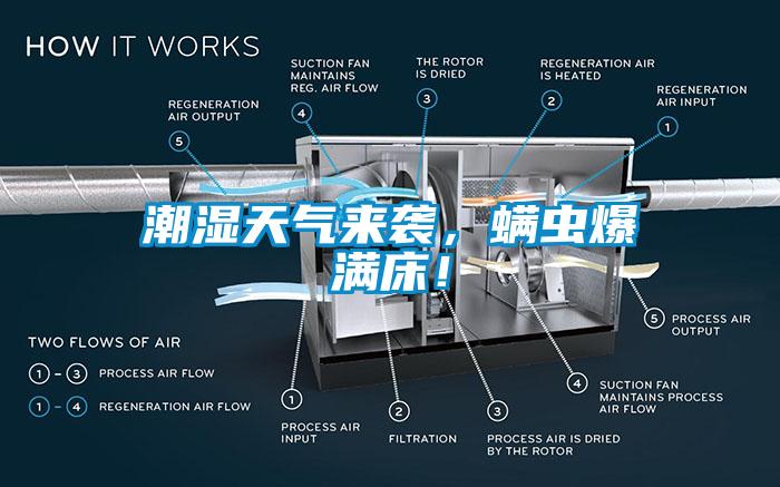 潮湿天气来袭，螨虫爆满床！