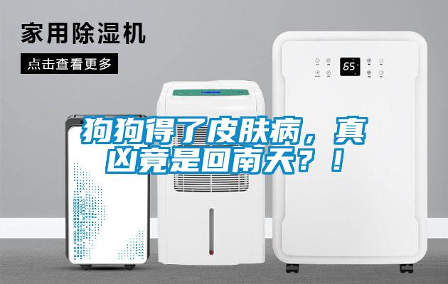 狗狗得了皮肤病，真凶竟是回南天？！
