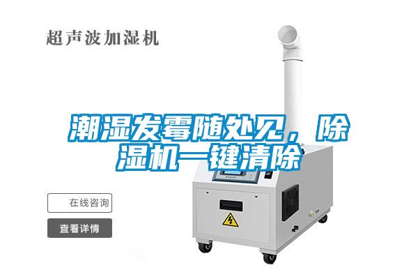潮湿发霉随处见，麻豆视频黄网站一键清除