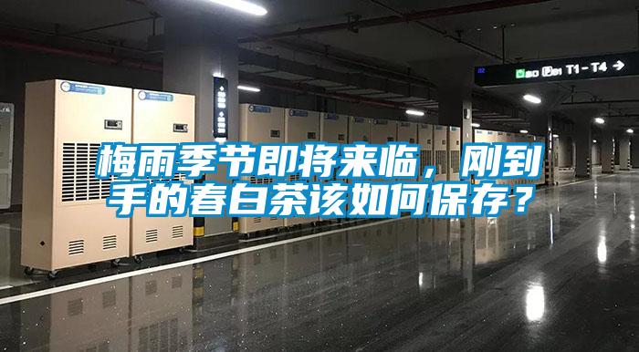 梅雨季节即将来临，刚到手的春白茶该如何保存？