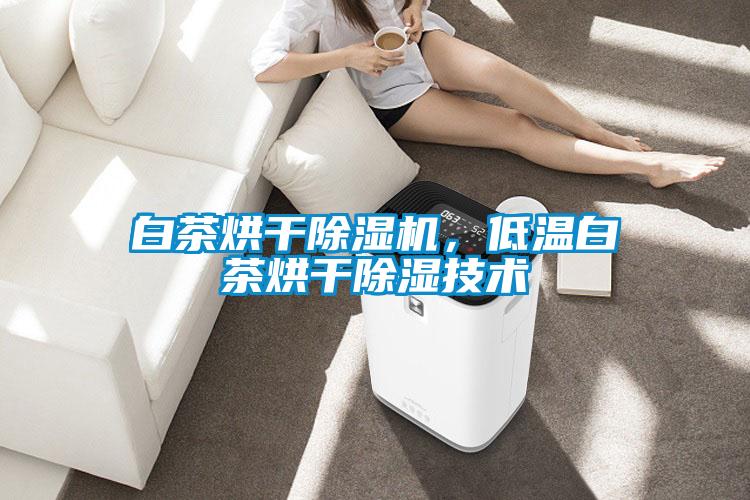 白茶烘干麻豆视频黄网站，低温白茶烘干除湿技术