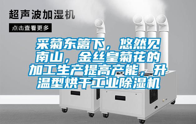 采菊东篱下，悠然见南山，金丝皇菊花的加工生产提高产能，升温型烘干工业麻豆视频黄网站