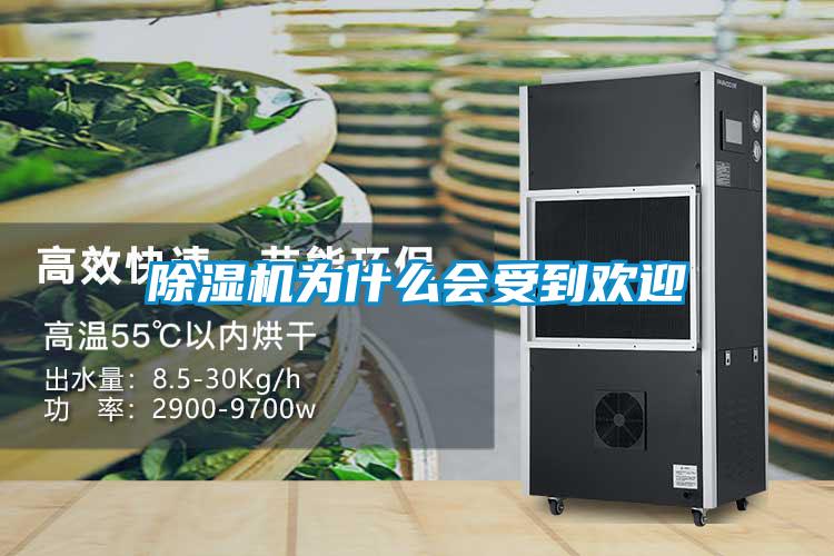 麻豆视频黄网站为什么会受到欢迎