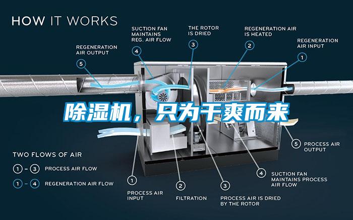 麻豆视频黄网站，只为干爽而来