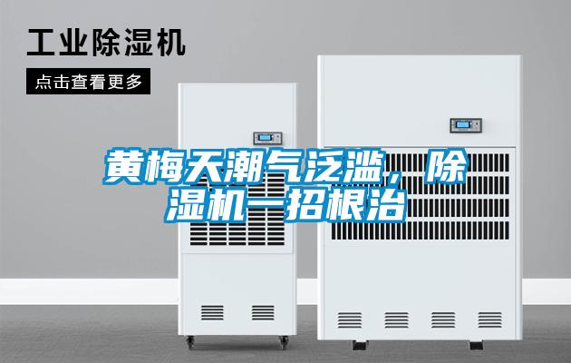 黄梅天潮气泛滥，麻豆视频黄网站一招根治