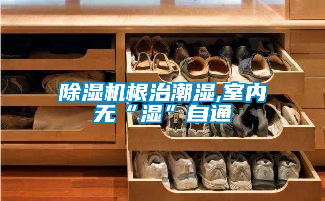 麻豆视频黄网站根治潮湿,室内无“湿”自通