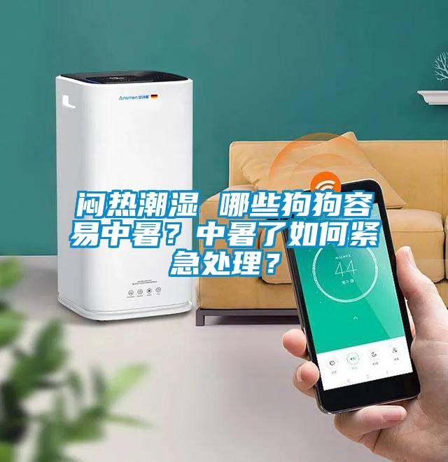闷热潮湿 哪些狗狗容易中暑？中暑了如何紧急处理？