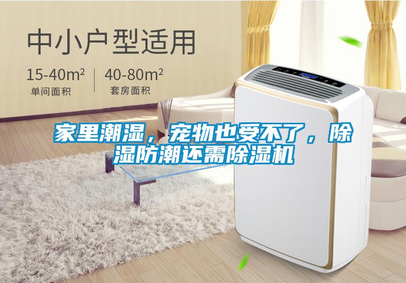 家里潮湿，宠物也受不了，除湿防潮还需麻豆视频黄网站