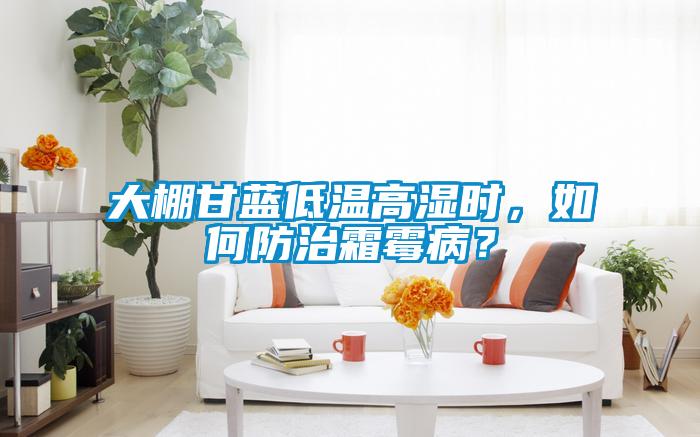 大棚甘蓝低温高湿时，如何防治霜霉病？