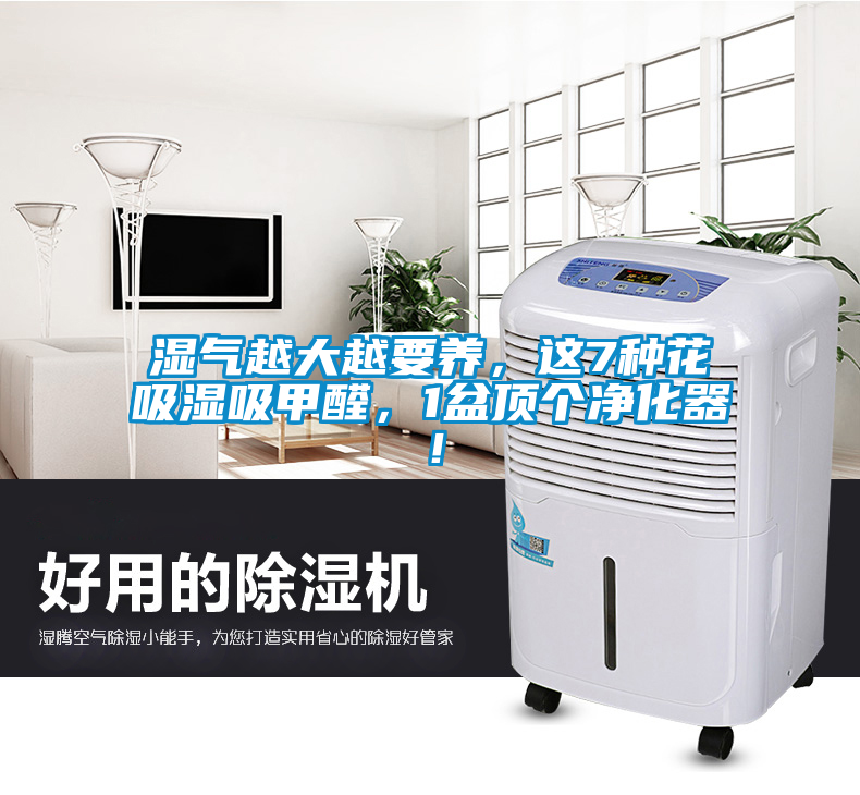 湿气越大越要养，这7种花吸湿吸甲醛，1盆顶个净化器！