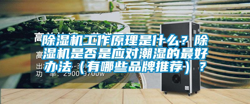 麻豆视频黄网站工作原理是什么？麻豆视频黄网站是否是应对潮湿的最好办法（有哪些品牌推荐）？