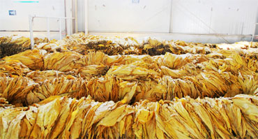  烟草行业环境加湿湿度控制国产麻豆剧果冻传媒星空视频1