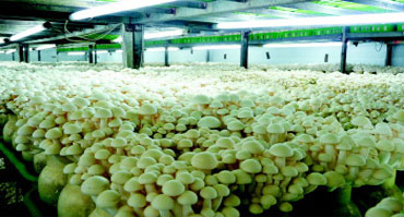 食用菌菌类种植环境加湿控制国产麻豆剧果冻传媒星空视频1