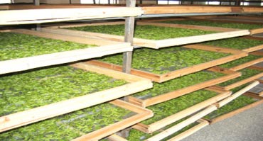 茶叶烘干处理国产麻豆剧果冻传媒星空视频